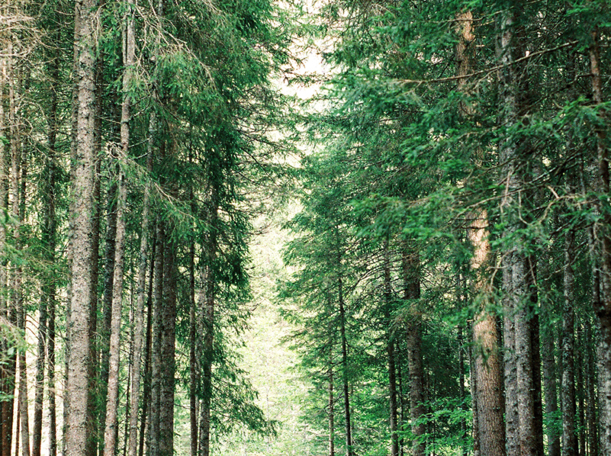 In the image, we can see a path in the middle of a forest of very tall and green trees.