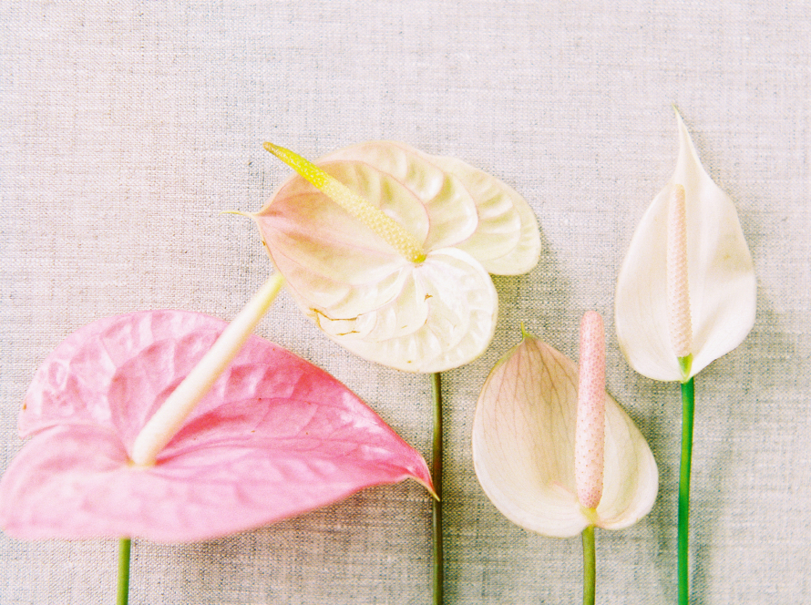 In the image we can see four calla-type flowers, with delicate colors on a pastel background.