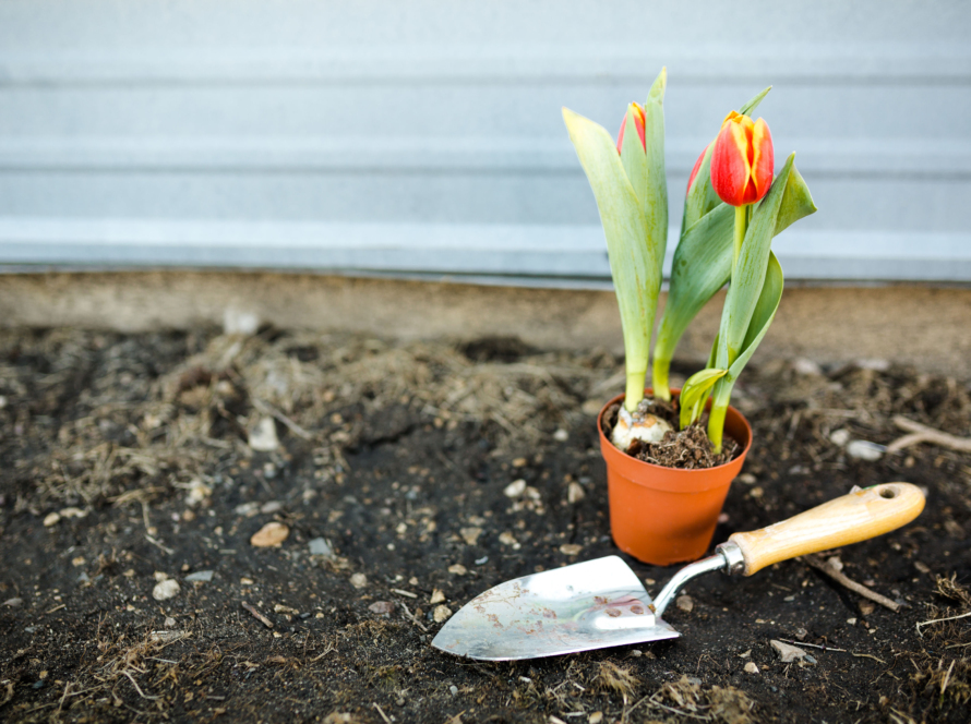 In the image we can see a small pot, with a flowered plant, a gardening shovel, on fertile soil and the beach in the background.