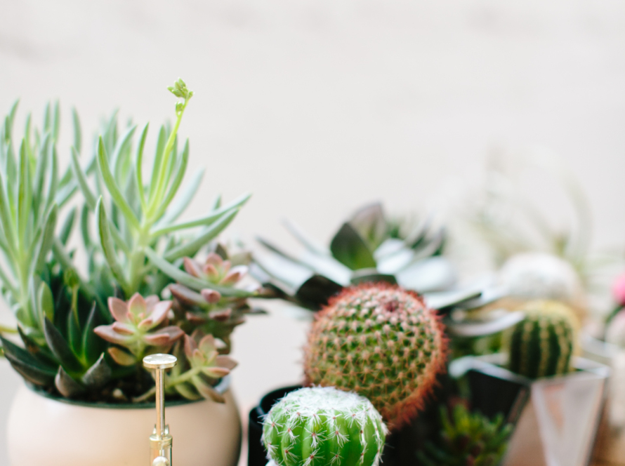 In the image, we can see various types of miniature cacti and an air freshener.