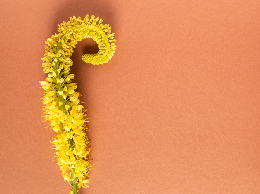 In the image, we can see an elongated flower with texture, yellow color on a beige background